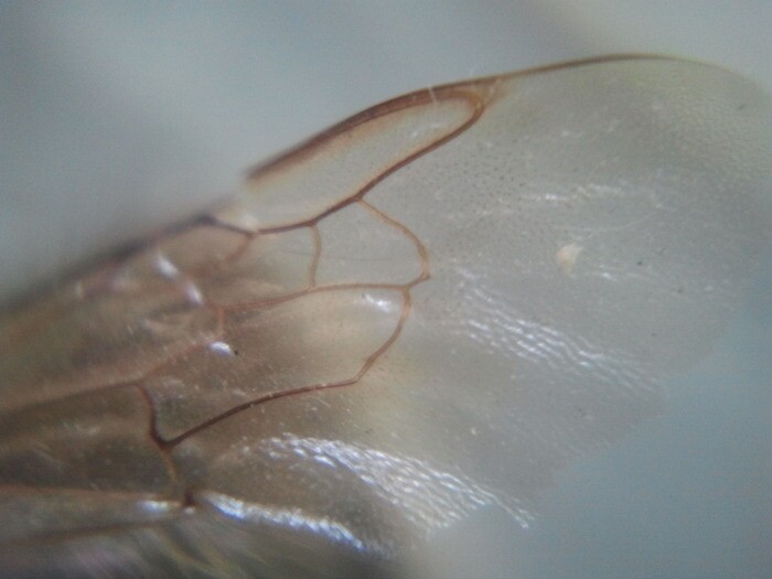 A photo taken with the Micro Phone Lens