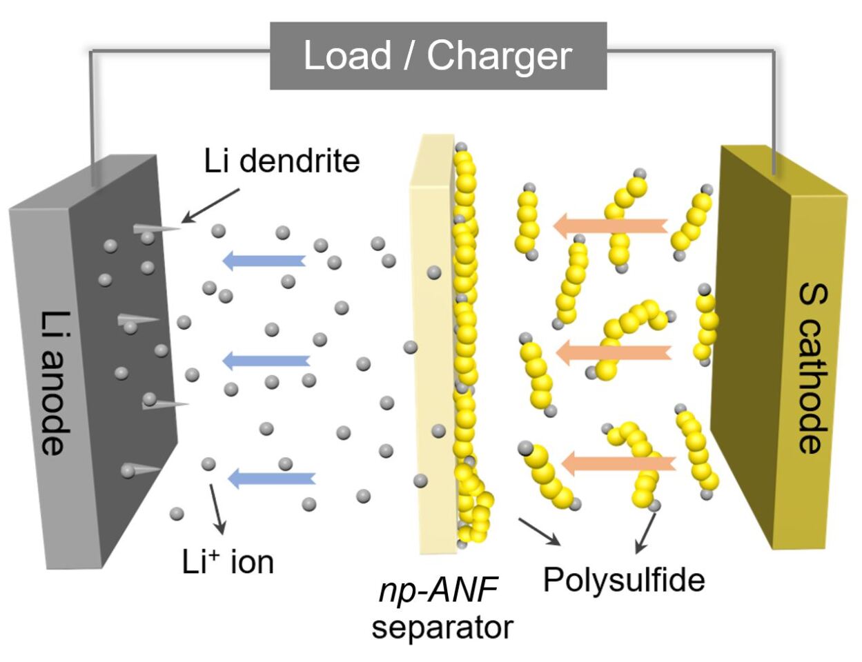 Diagram depicts the novel membrane blocking the passage of lithium polysulfides while allowing ions to pass freely