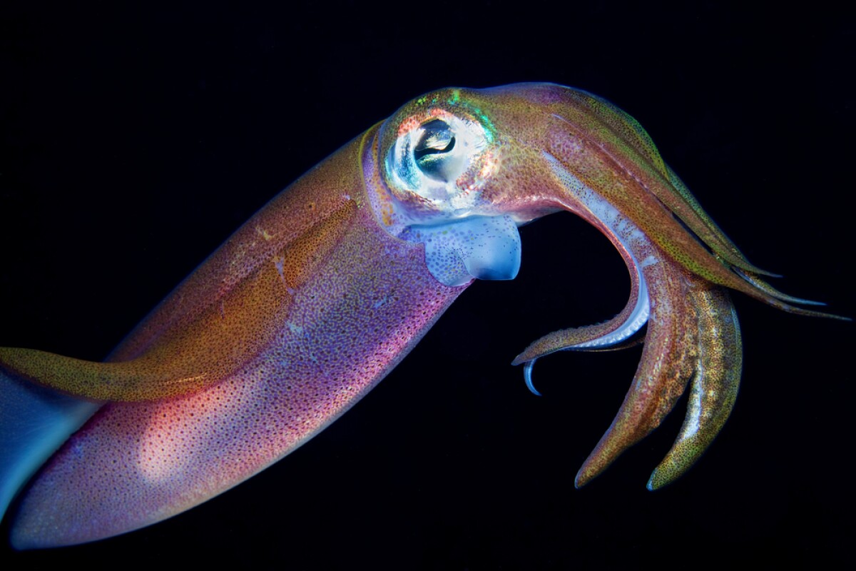 squid chromatophores