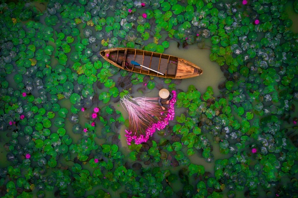 Water lily harvesting in Vietnam's Mekong Delta