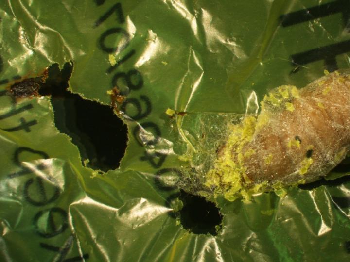Holes made by a hungry wax worm