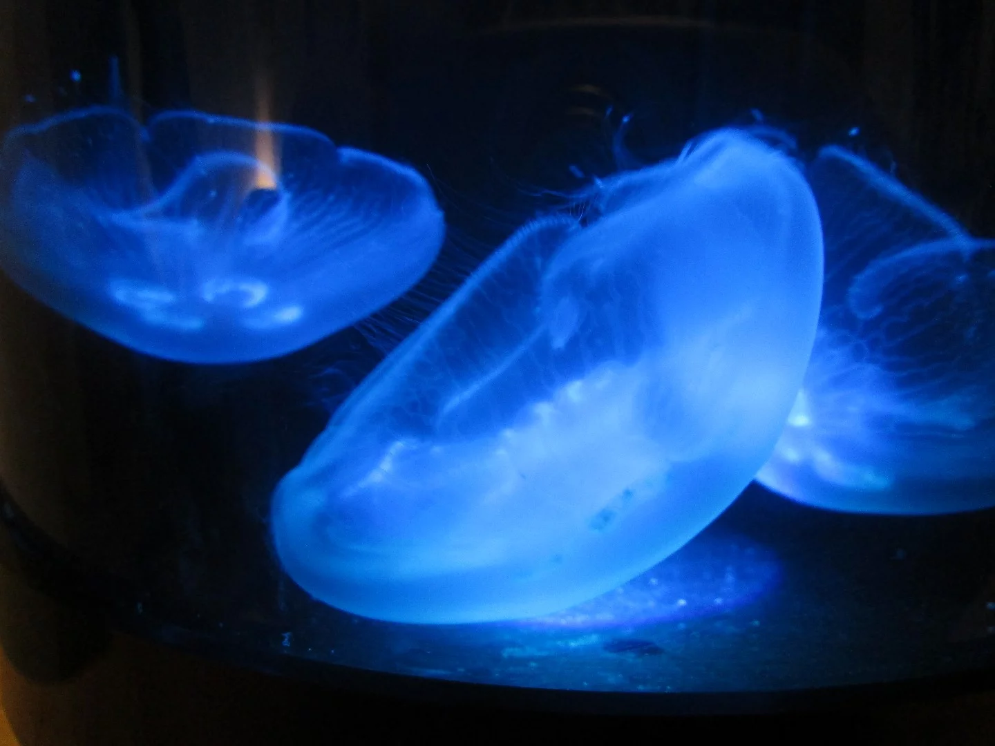 The Jellyfish Cylinder Nano is specially designed as a jellyfish habitat