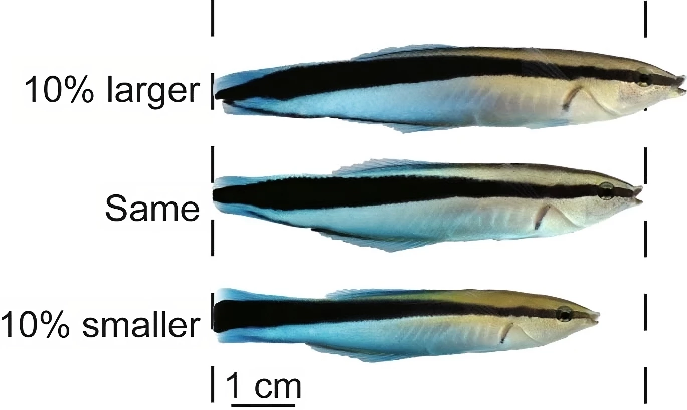 The bluestreaks were shown images of other conspecific fish of different sizes to themselves