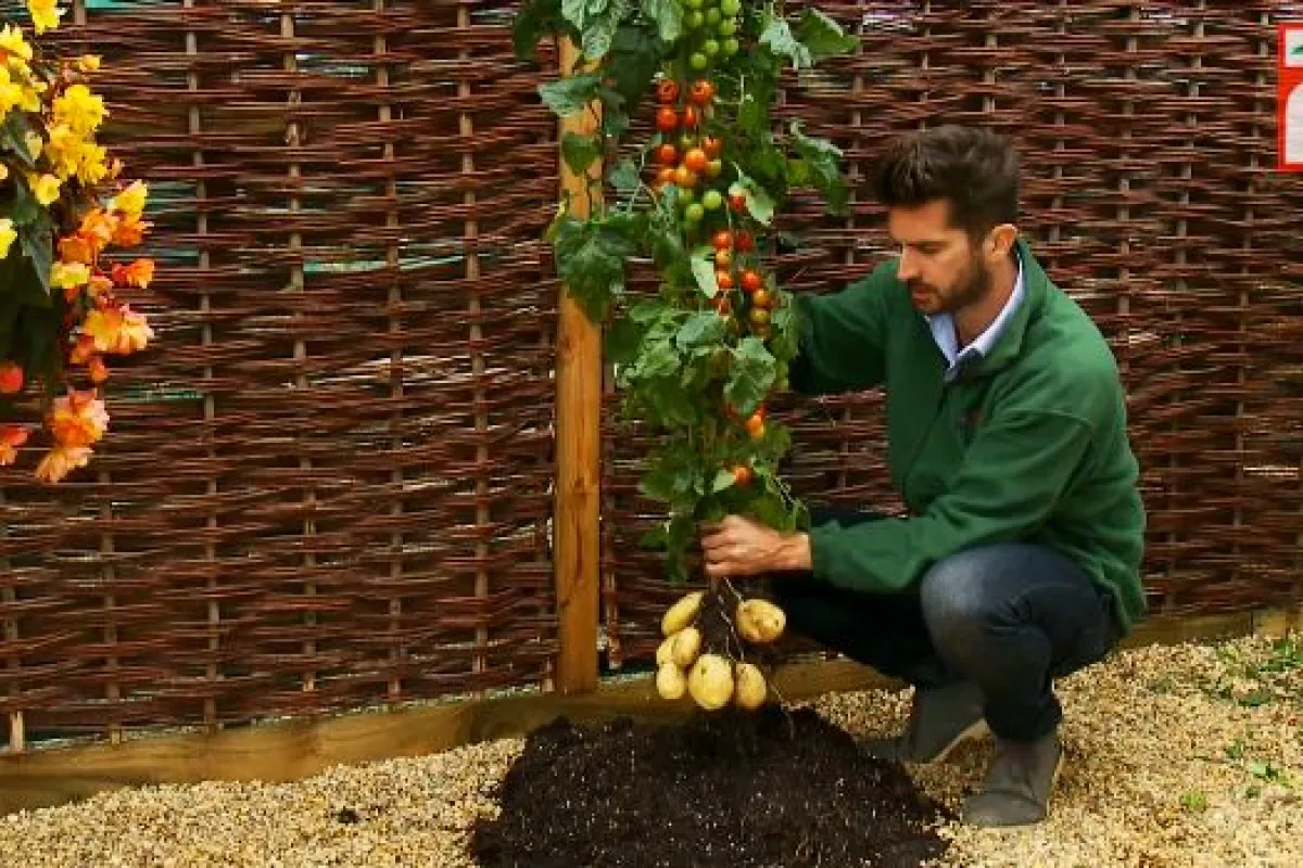 The TomTato consists of the top of a cherry tomato plant and the bottom of a white potato plant, that have been grafted together at the stem
