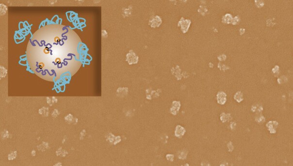The nanoparticles are roughly 1,000 times smaller than a human hair – inset represents the engineered proteins covering the nanoparticles' surface (Photo: University of Washington)