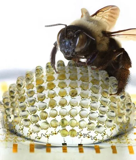 A bee, with the hemispherical camera