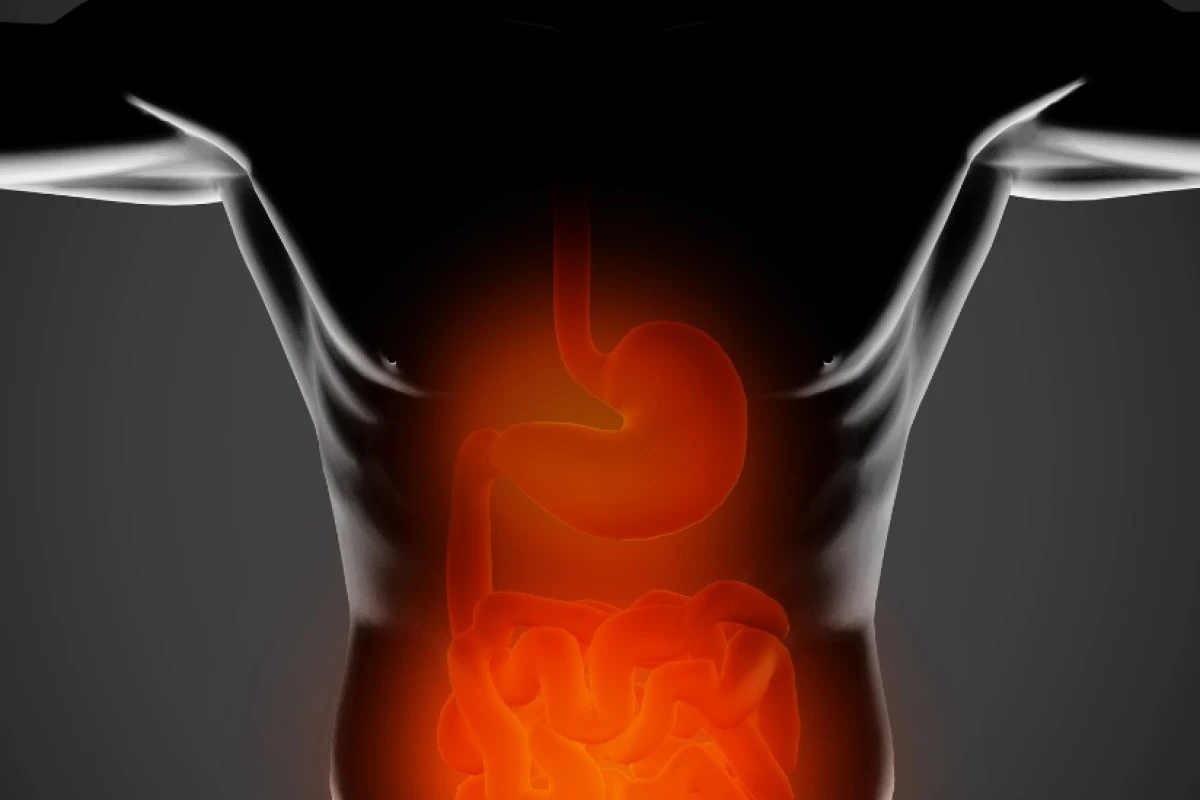 A study in mice has revealed the role bacteria play in enhancing the body's ability to absorb fat