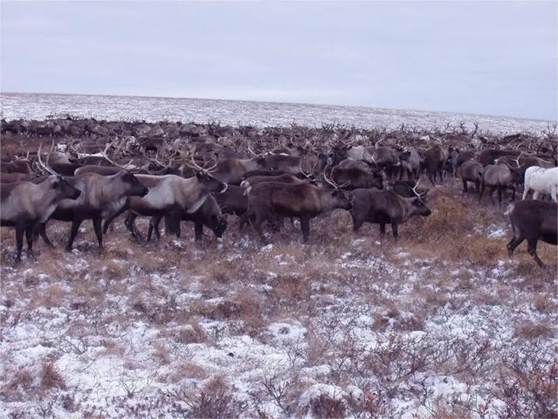 Reindeer are the most common creatures at Pleistocene Park