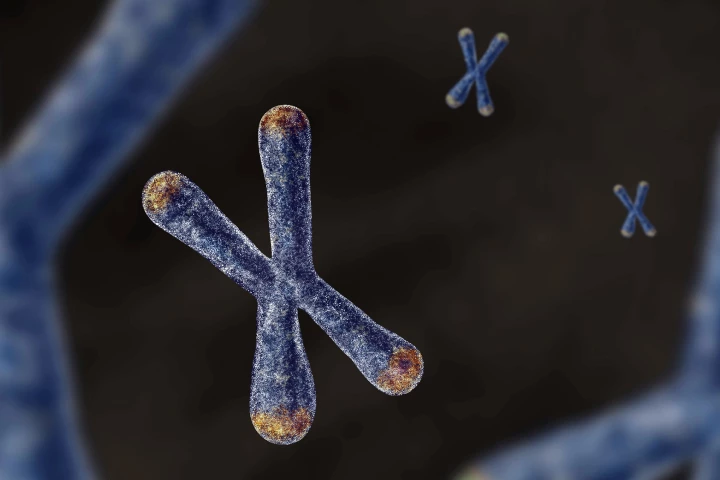 Parental DNA actively affect an offspring's telomere length during embryonic development