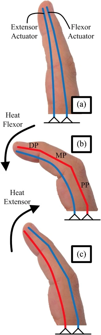 The flexor SMA actuator was trained to take the shape of a bent human finger when heated, while the extensor actuator was trained to straighten out when heated