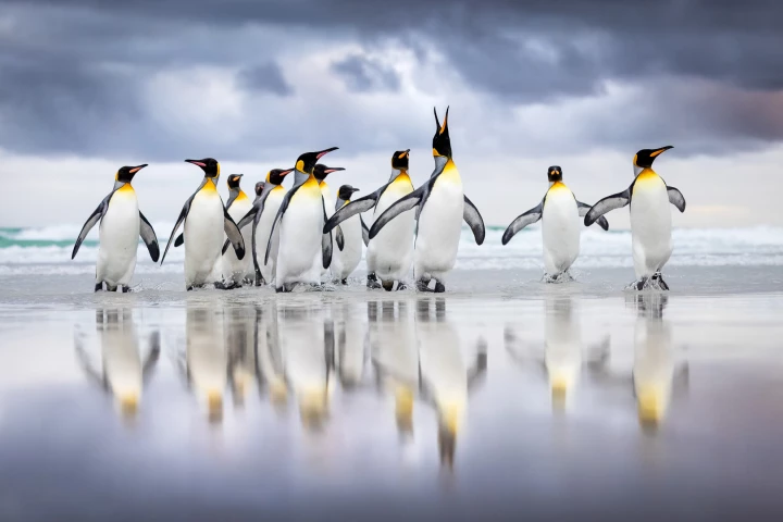 Birds in the Environment: Bronze Award King Penguin (Aptenodytes patagonicus) by Steffen Foerster (Germany)