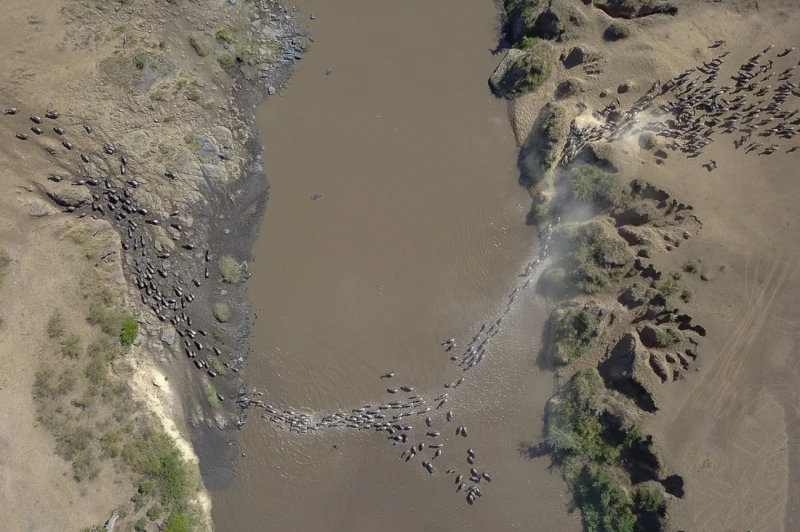Great Immigration Birds Eye View: Highly Commended in the Wildlife category