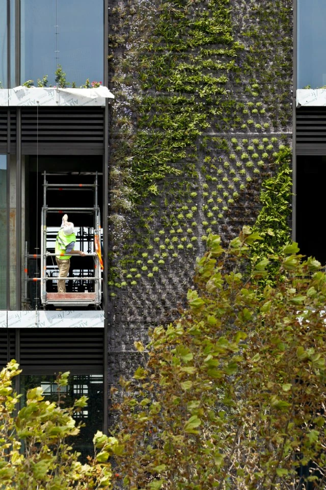 Patric Blanc has already designed and installed vertical gardens which are maturing on the east and smaller west tower facades (Image: Central Park)