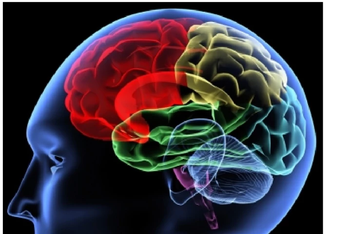 Researchers have discovered that higher levels of magnesium in rats enhanced their learning abilities and increased their long- and short-term memory