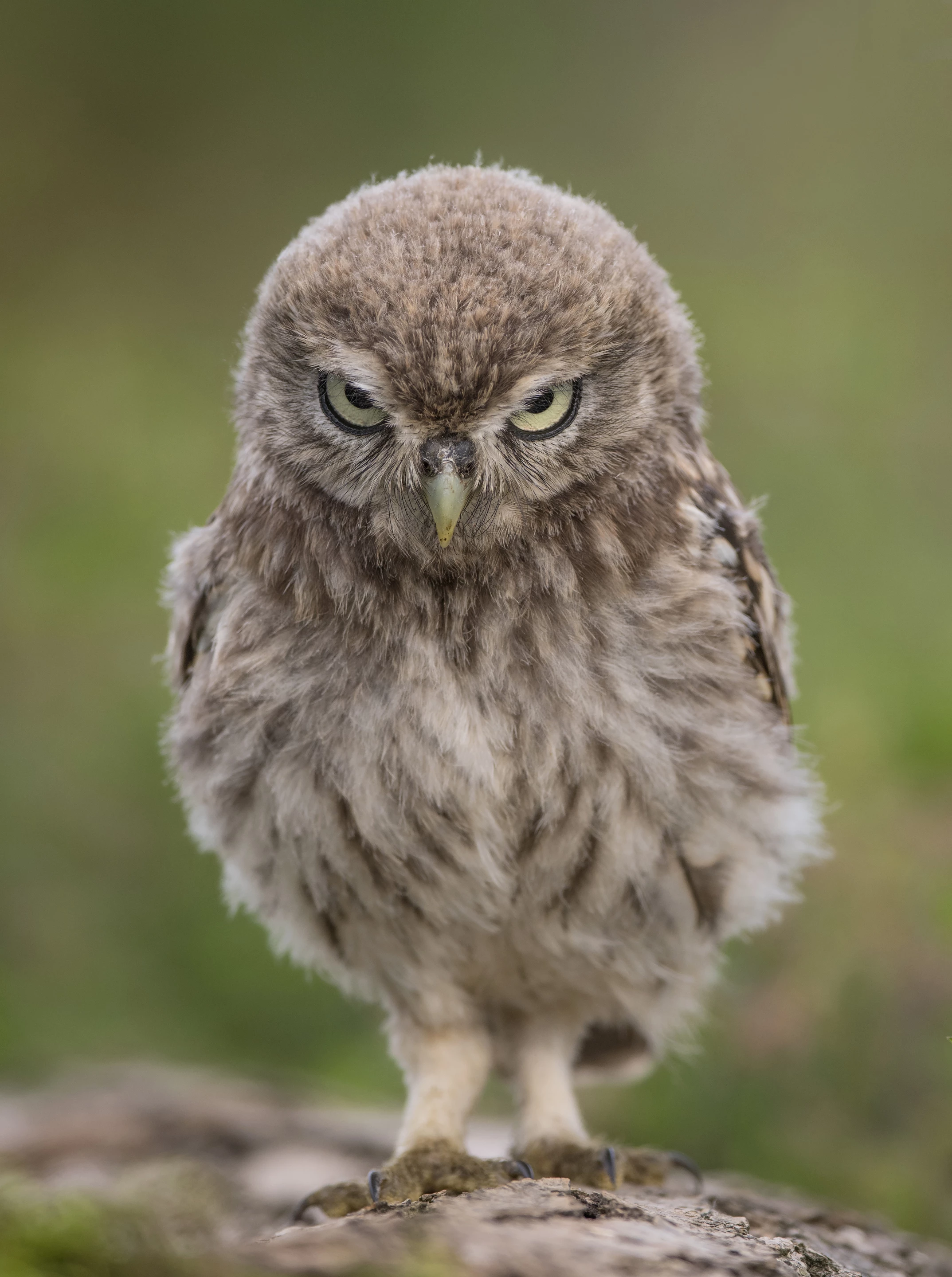 "Angry Bird" : Little Owl, Wales