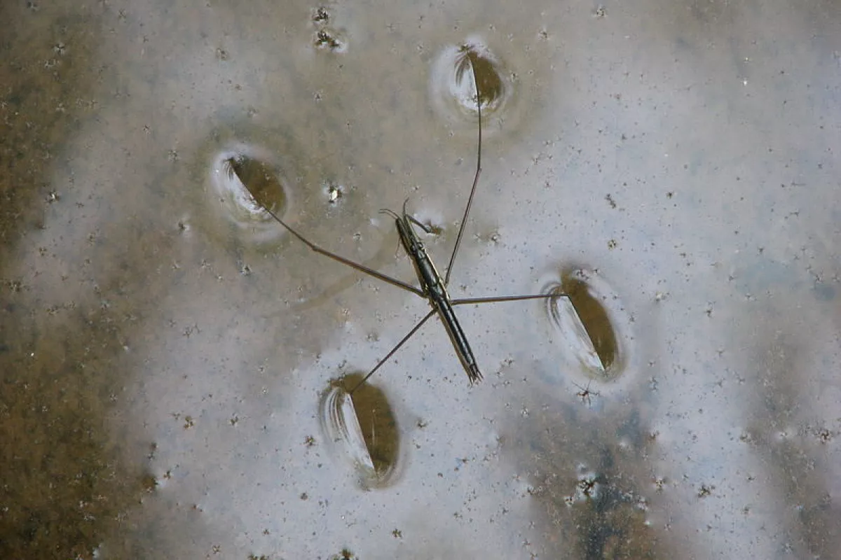 Tiny fibers in the new aerogel serve the same purpose as tiny hairs on the water strider's feet (Photo: Praveenp)