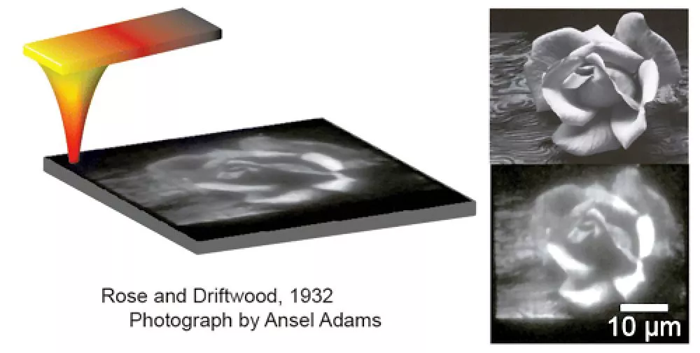 TCNL image of Ansel Adams' Rose and Driftwood, illustrating how the heated cantilever and tip render the image