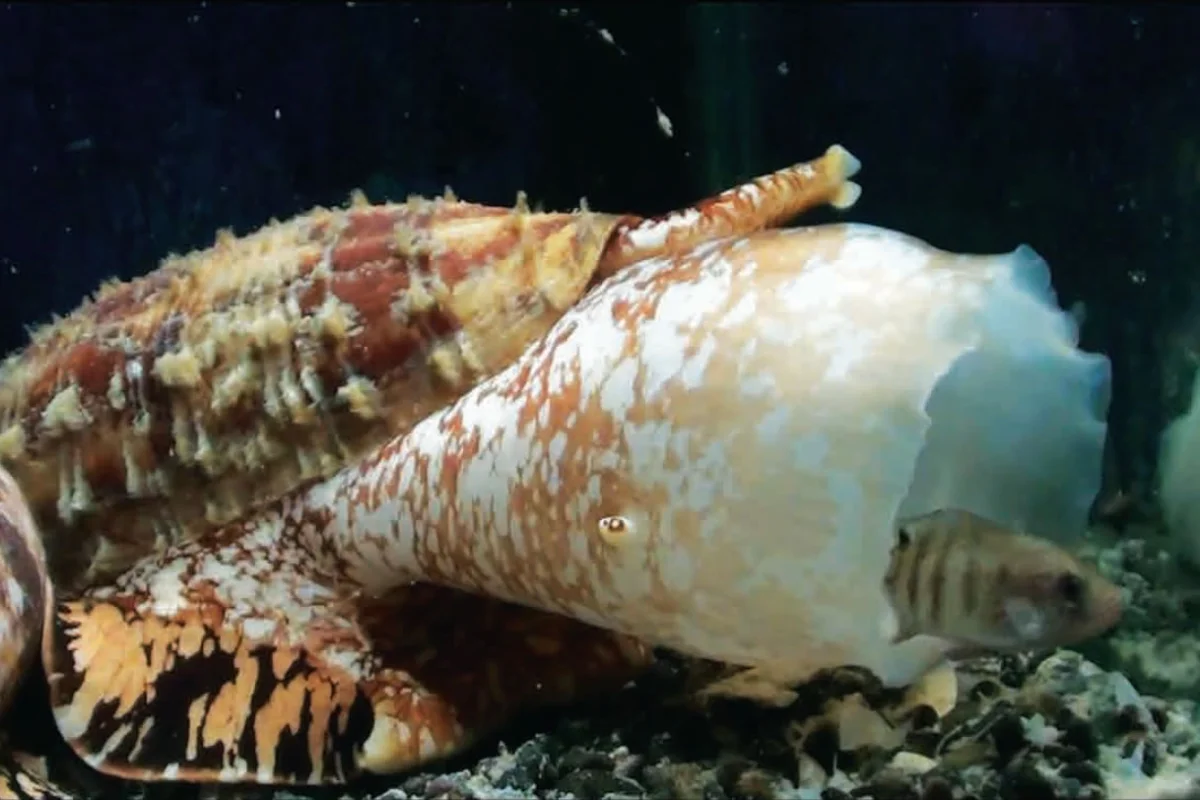 The cone snail uses insulin to stun its predators