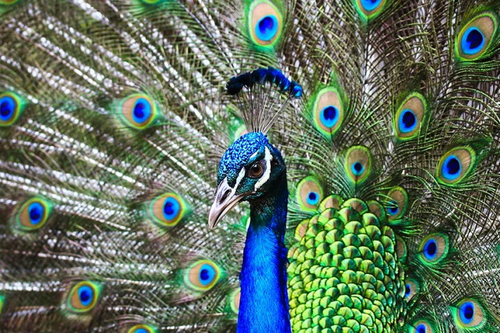 Imitating the color mechanism of the peacock's feathers could enable next-gen, high resolution reflective color displays (Photo: Shutterstock)