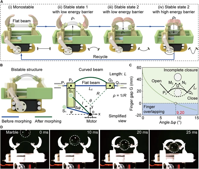 A diagram of the bio-inspired bistable gripper