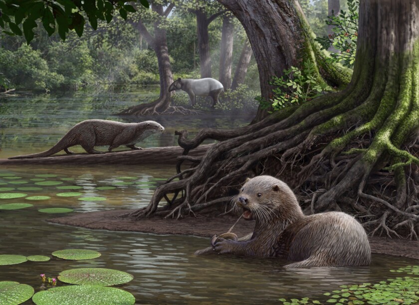 Artist's impression of Siamogale melilutra