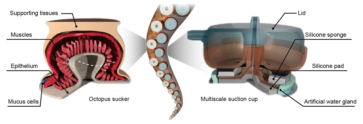 A diagram illustrating the parallels between an octopus sucker and the suction cup