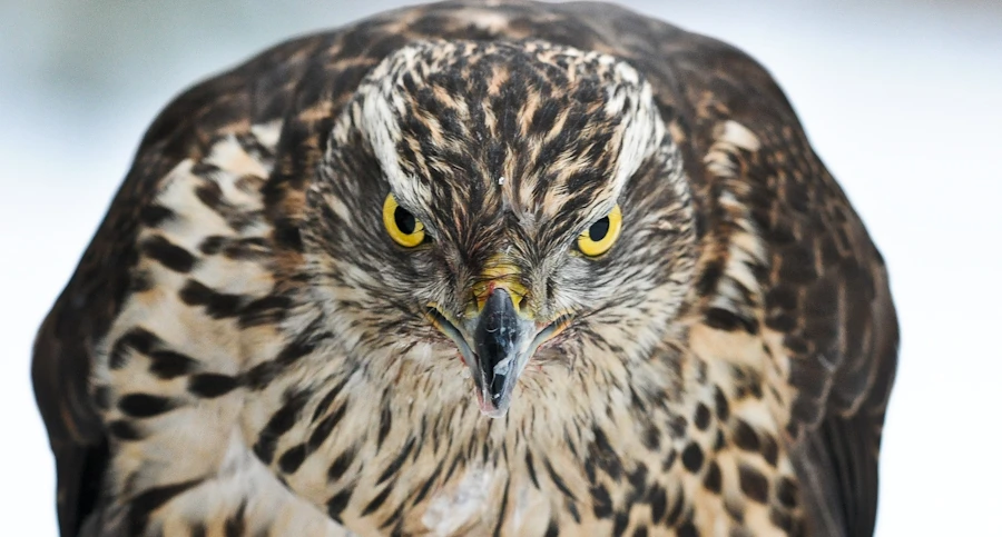 Analysis of the way a goshawk flies through cluttered forests has revealed a critical safe speed that suggests a roadmap for next-generation UAV research (Photo: Ben Fredericson)