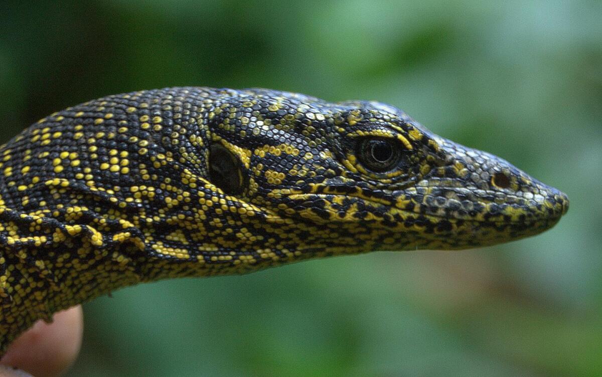 Varanus douarrha is described as "the only large-growing animal endemic to the island that has survived until modern times"