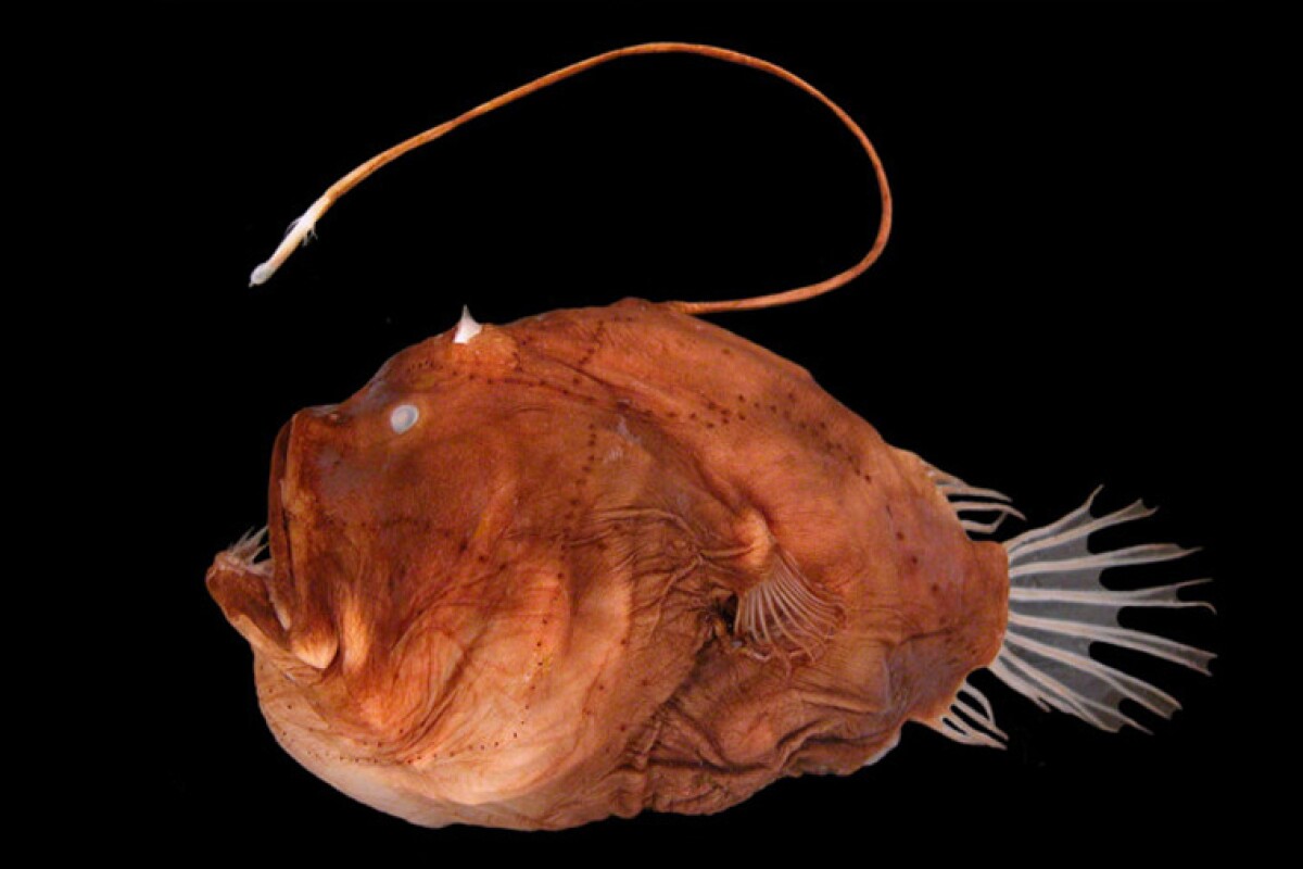 Genetic study reveals how anglerfish light up the deep