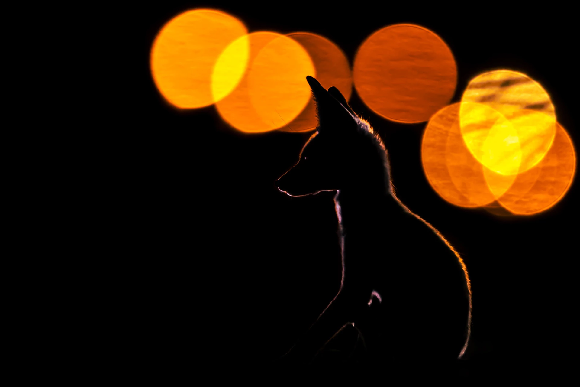 Winner - Animal-Portraits. The photographer spent more than two months observing and documenting the behaviour of Arabian Red Fox families near their dens in the Kuwait region.