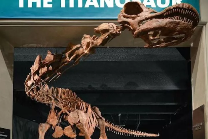 A replica of the Patagotitan mayorum, the largest land animal to ever walk the Earth, is on display at the American Natural History Museum