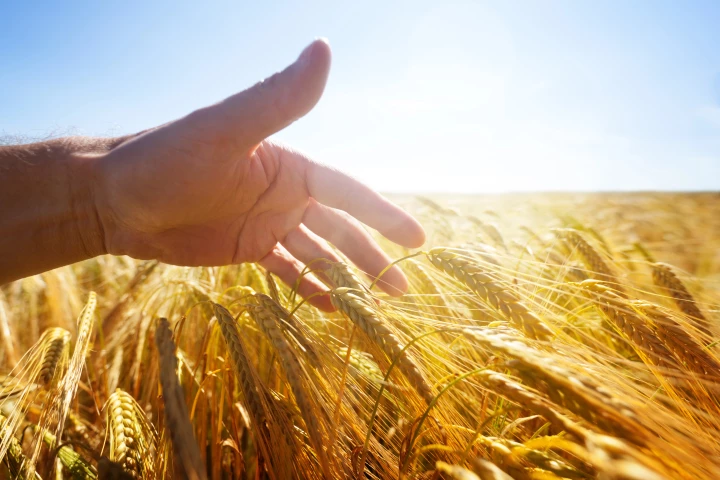 A healthy way to control problematic weeds could be a game-changer for wheat crops
