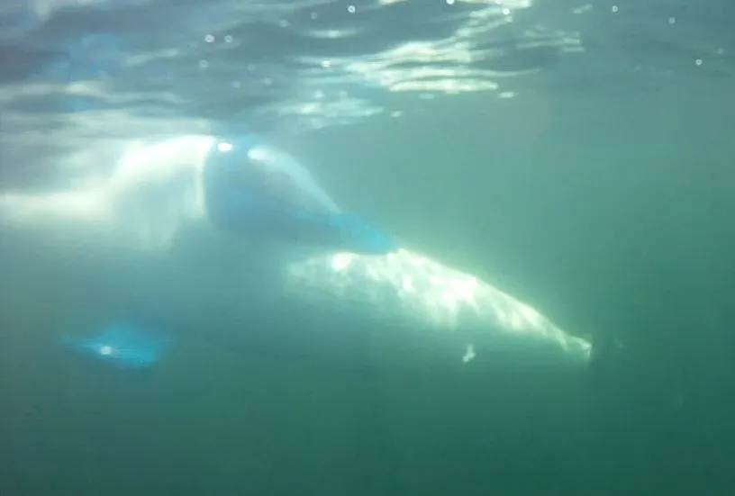 The proof-of-concept SeaBird personal submarine undergoing testing