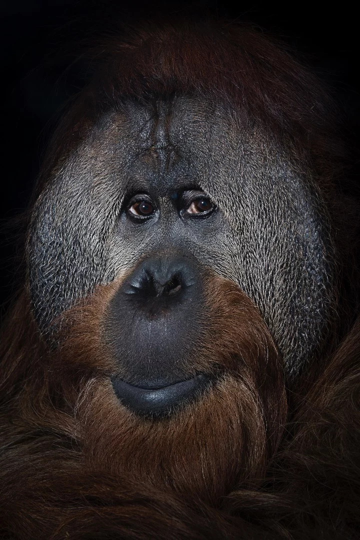 A 40 year old orangutan named Azy at the Simon Skjodt International Orangutan Center in Indianapolis, Indiana. Some orangutans have lived into their early 60s