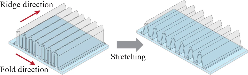 The nano-accordion stretches along the direction of the folds and bends around the elastic silicone base, with its stretchability determined by the height and thickness of the ridges