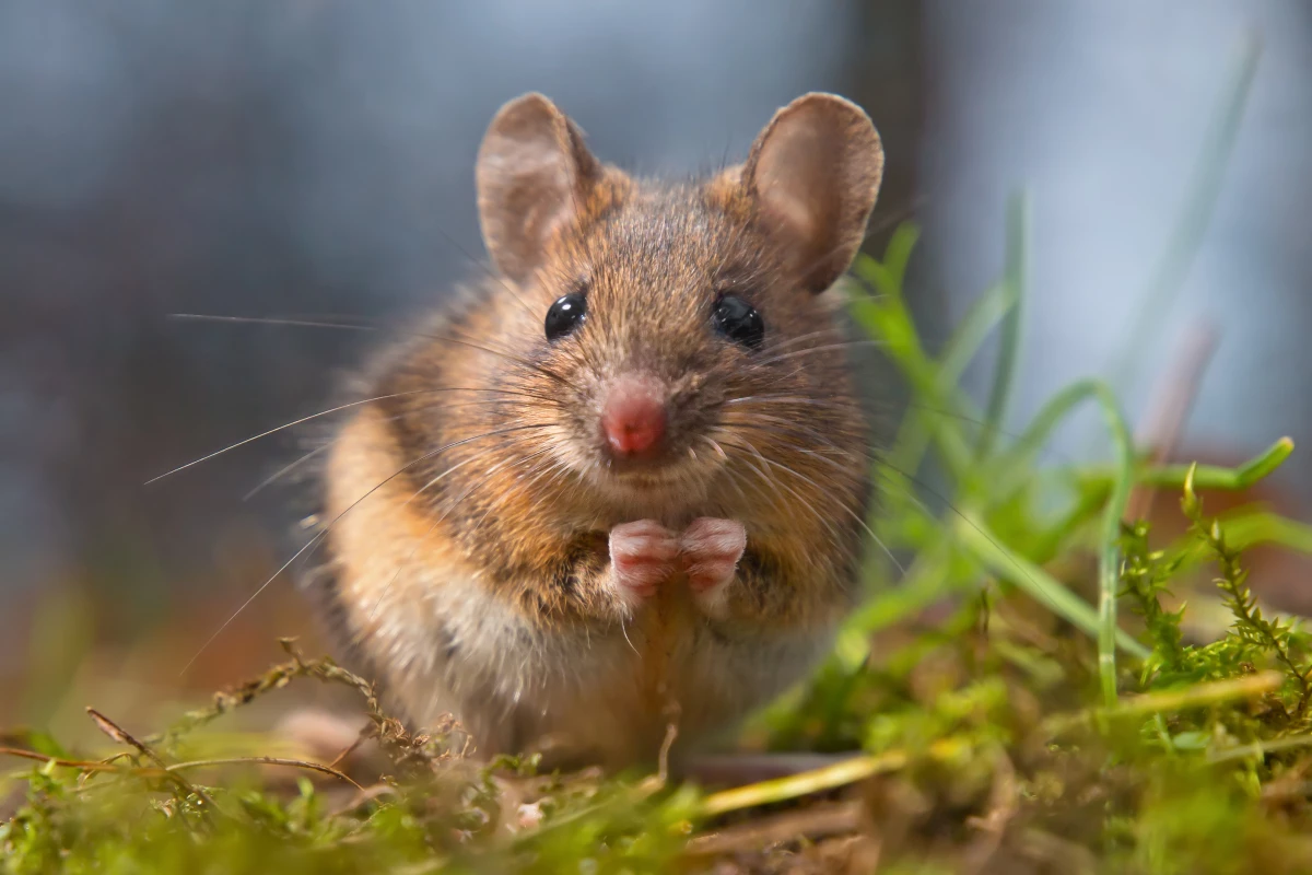 No sleep is no problem for the mice used in the study