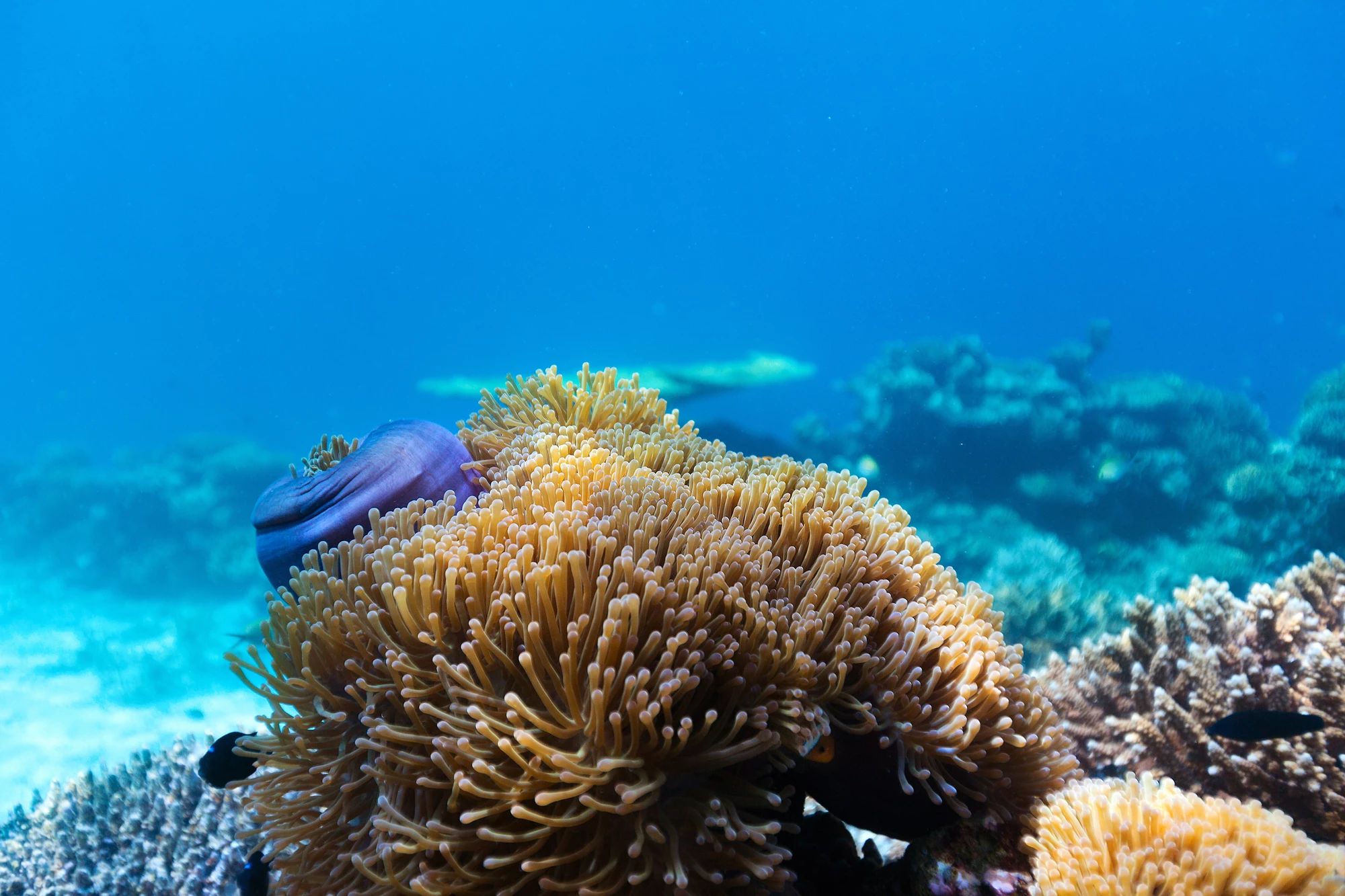Coral rely on a symbiotic relationship with algae for sustenance and color