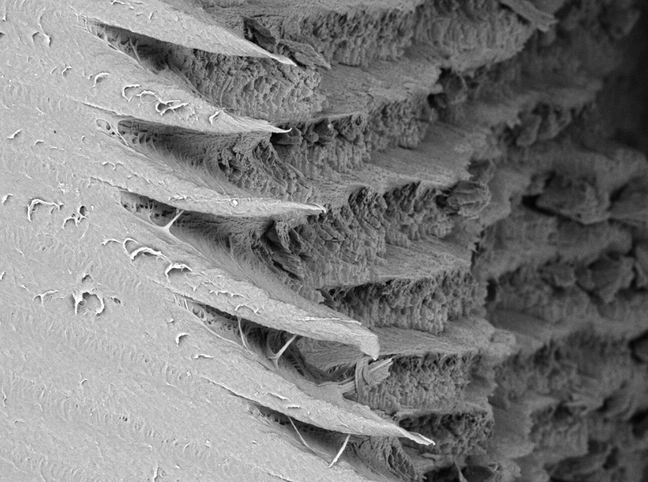 A microscope image of the helicoidal structure of the mantis shrimp's super-tough club weapon