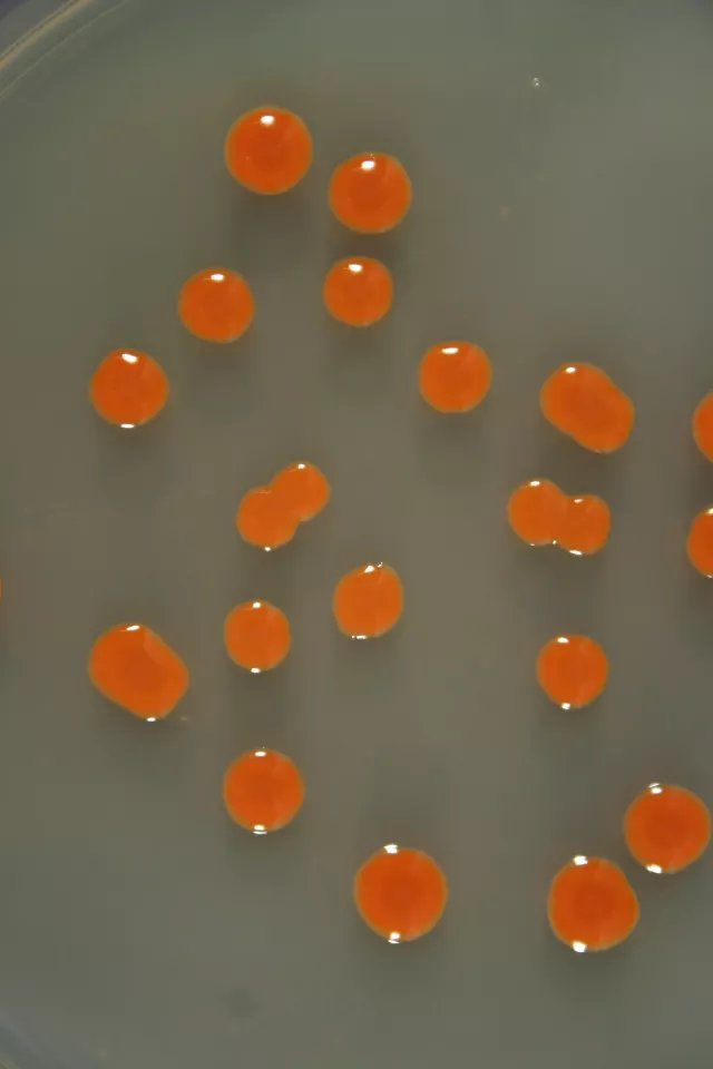 Sarcinaxanthin-producing bacteria on agar plates in the laboratory (Photo: Credit Geir Klinkenberg, SINTEF)