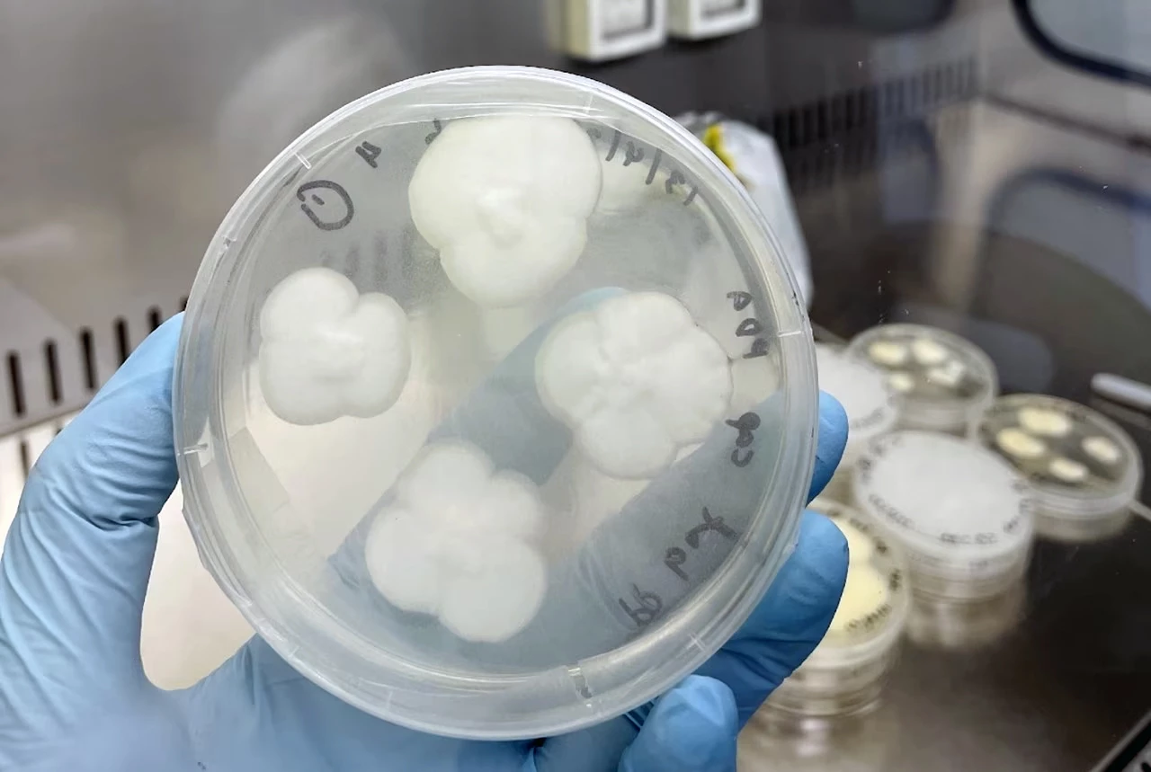 Engyodontium album fungi in a Petri dish – it's one of two fungi that researchers have found can degrade pre-treated polypropylene