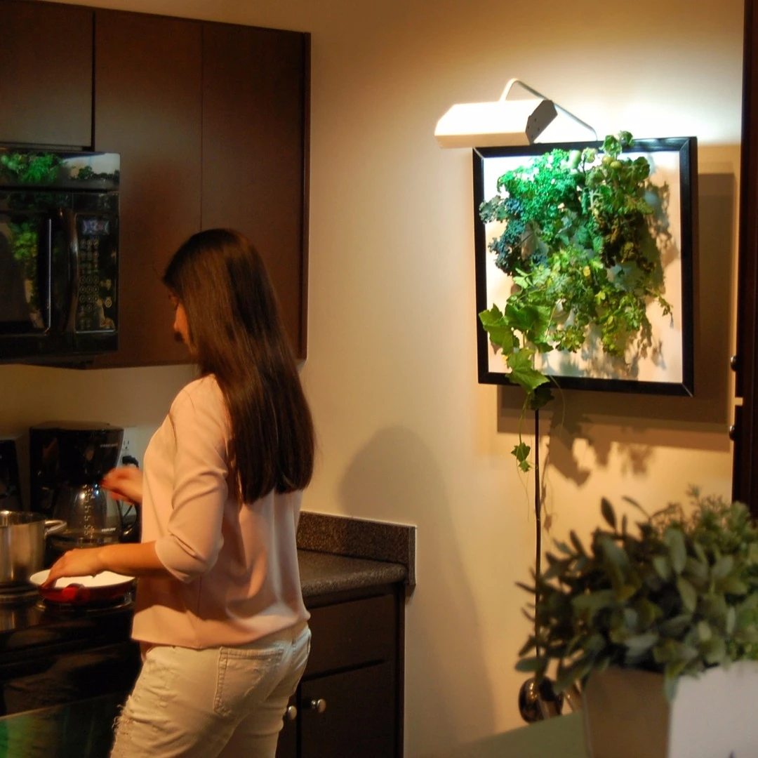 The Wall Garden allows users to grow fresh herbs, flowers and vegetables