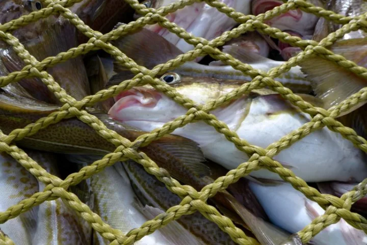 Freshly-caught cod – freeze it or leave it?