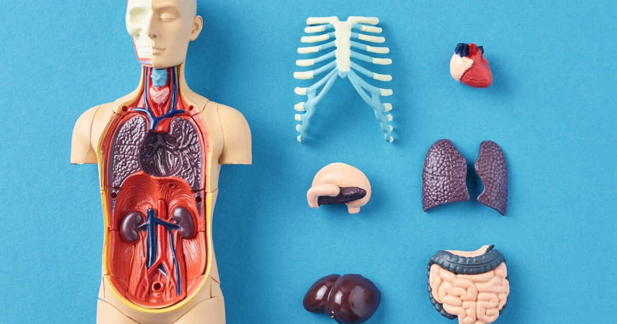 Study suggests sex organs may help set the pace of aging elsewhere in the body