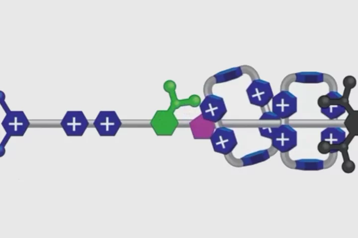 The artificial molecular pump, which transports key proteins that cells need to function, could one day power artificial muscles and other molecular machines
