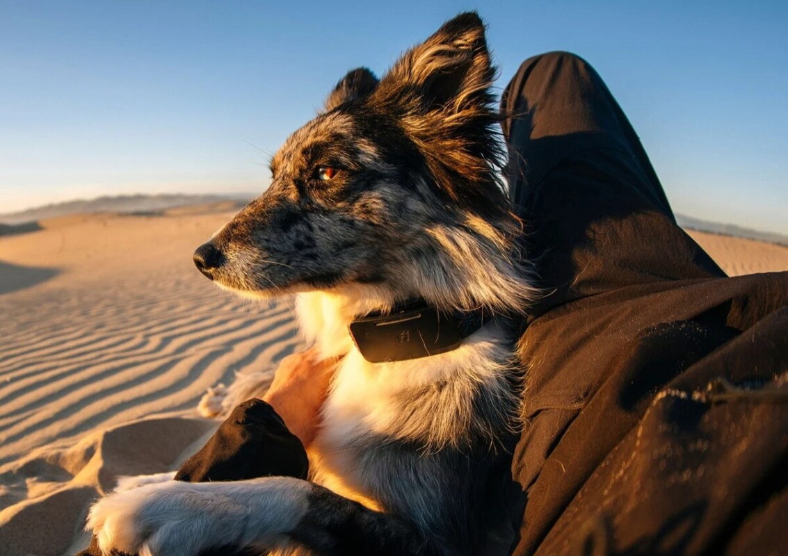 5-day dog tracker jumps on Starlink when cell signal fails