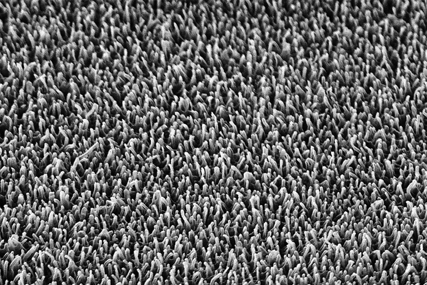 The nanopillars on the surface of a dragonfly wing (magnified 20,000 times)