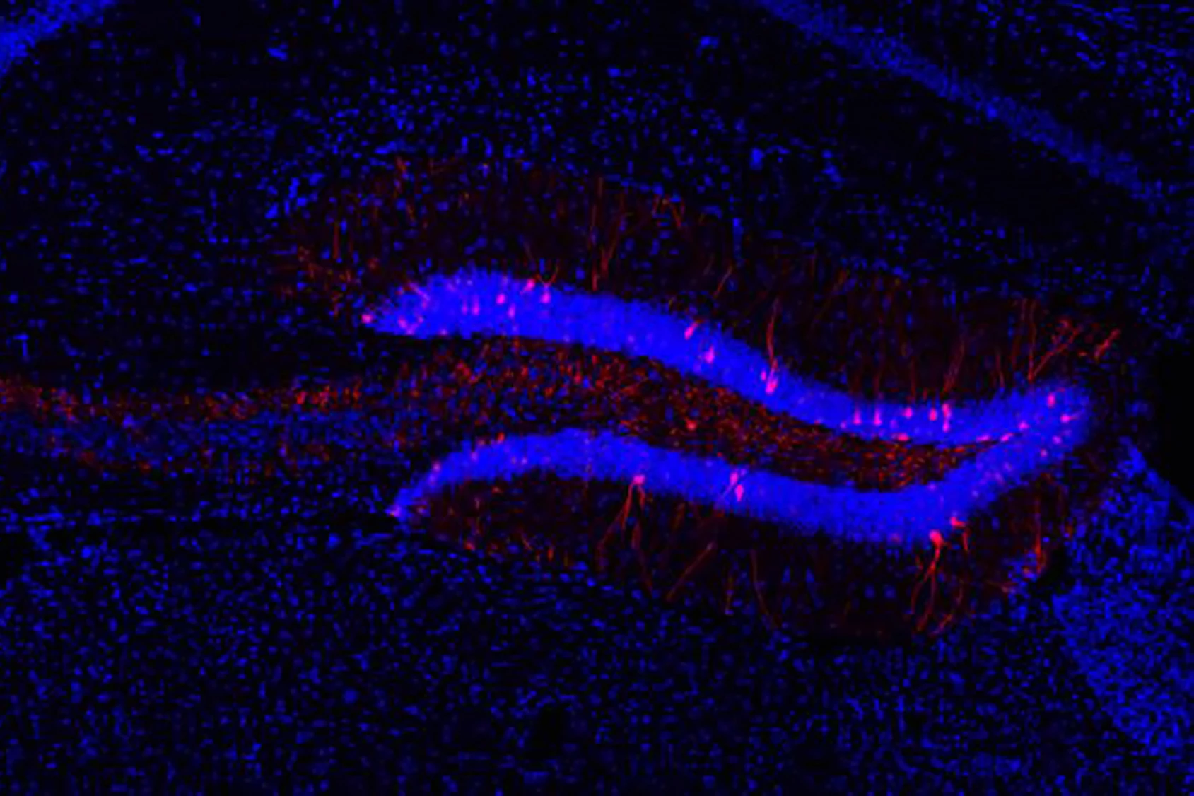 Memory engram cells in the brain