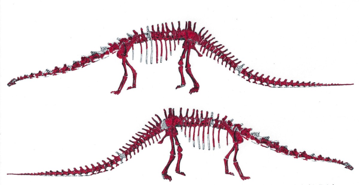 The above image shows the original bones of "skinny", the Diplodocus skeleton to go to auction, marked in red