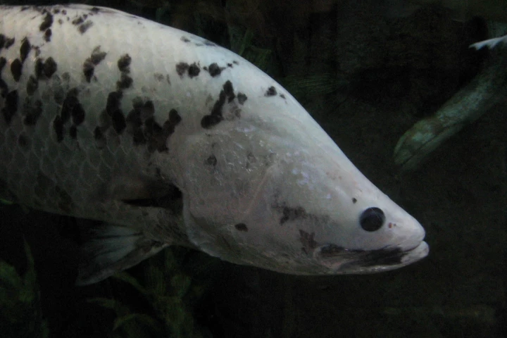 Asian sea bass (aka barramundi) raised on the soy-waste-derived food grew just as well as a control group raised on traditional fishmeal