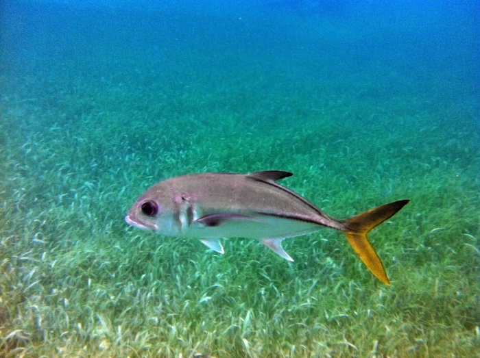 A photo shot using the Ovision